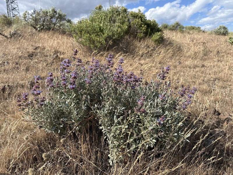 Salvia dorrii var. incana