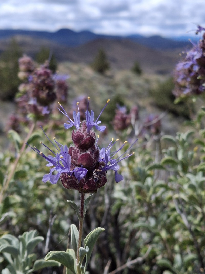 Salvia dorrii var. incana photo 2