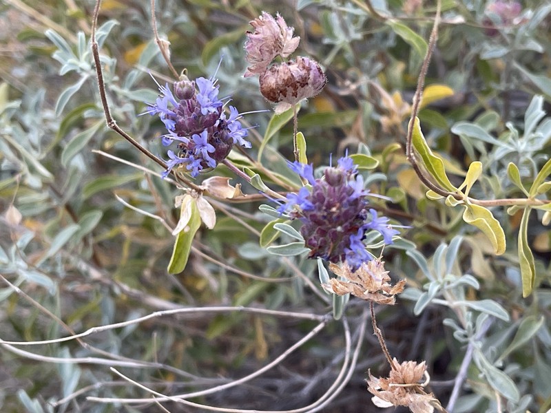 Salvia dorrii var. incana photo 3