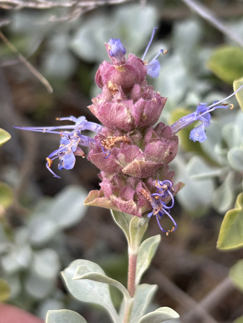 Salvia dorrii var. incana photo 4