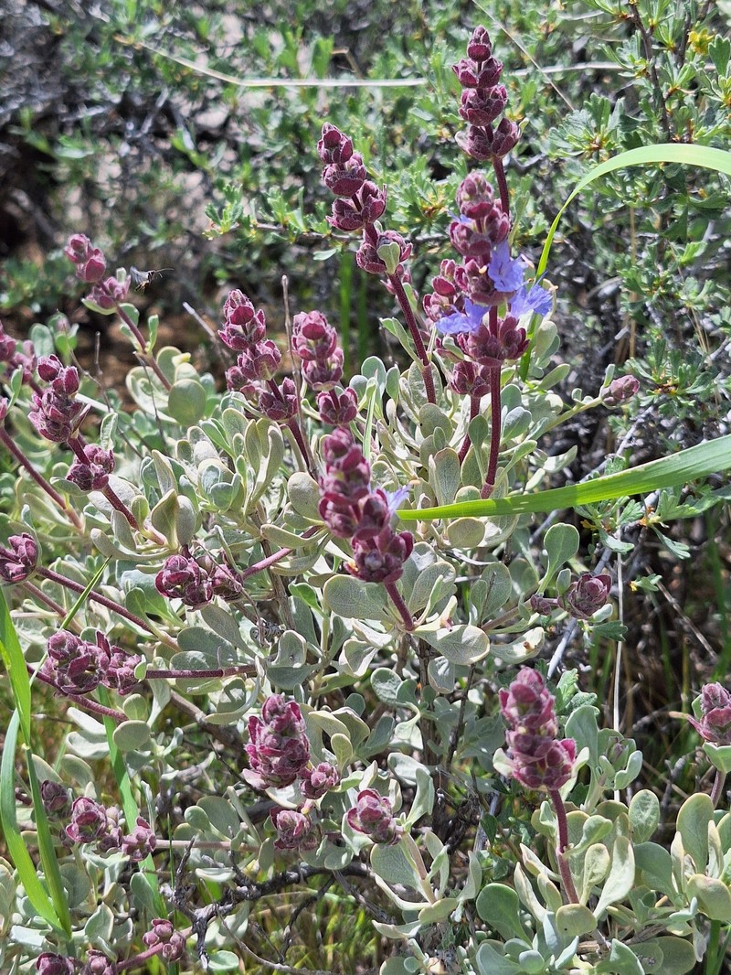 Salvia dorrii var. incana photo 5