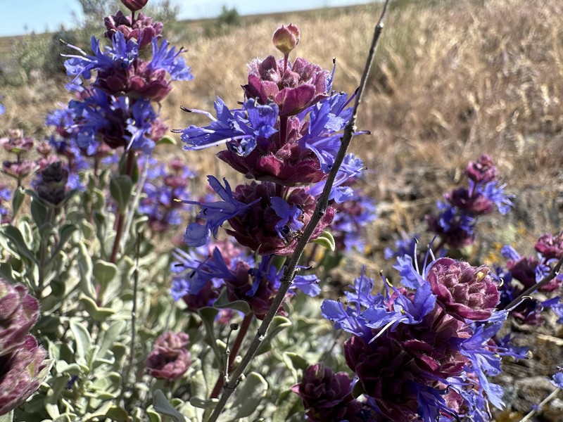 Salvia dorrii var. incana photo 6