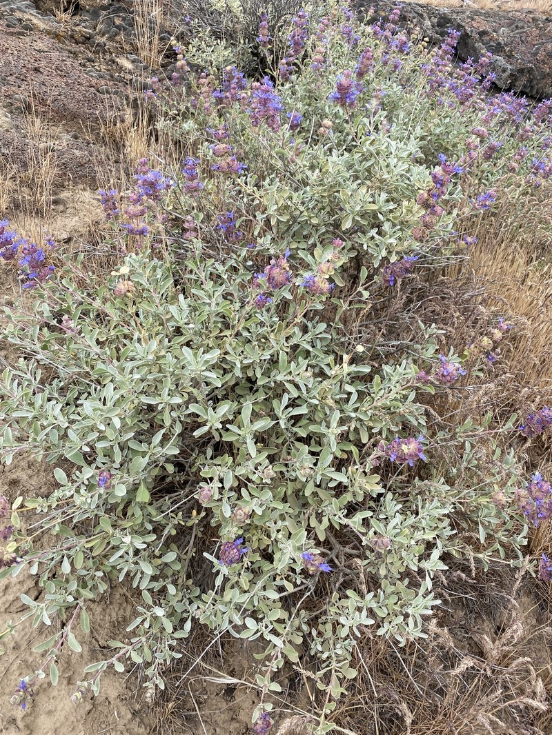 Salvia dorrii var. incana photo 7