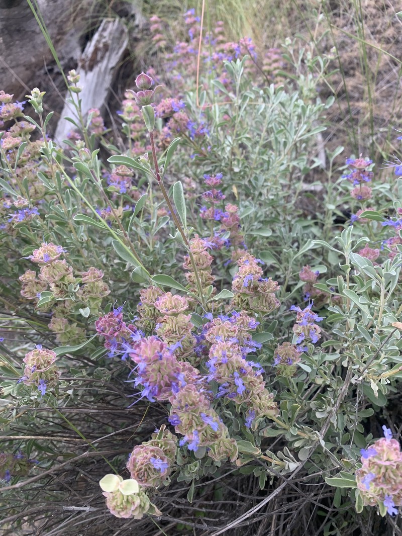 Salvia dorrii var. incana photo 8