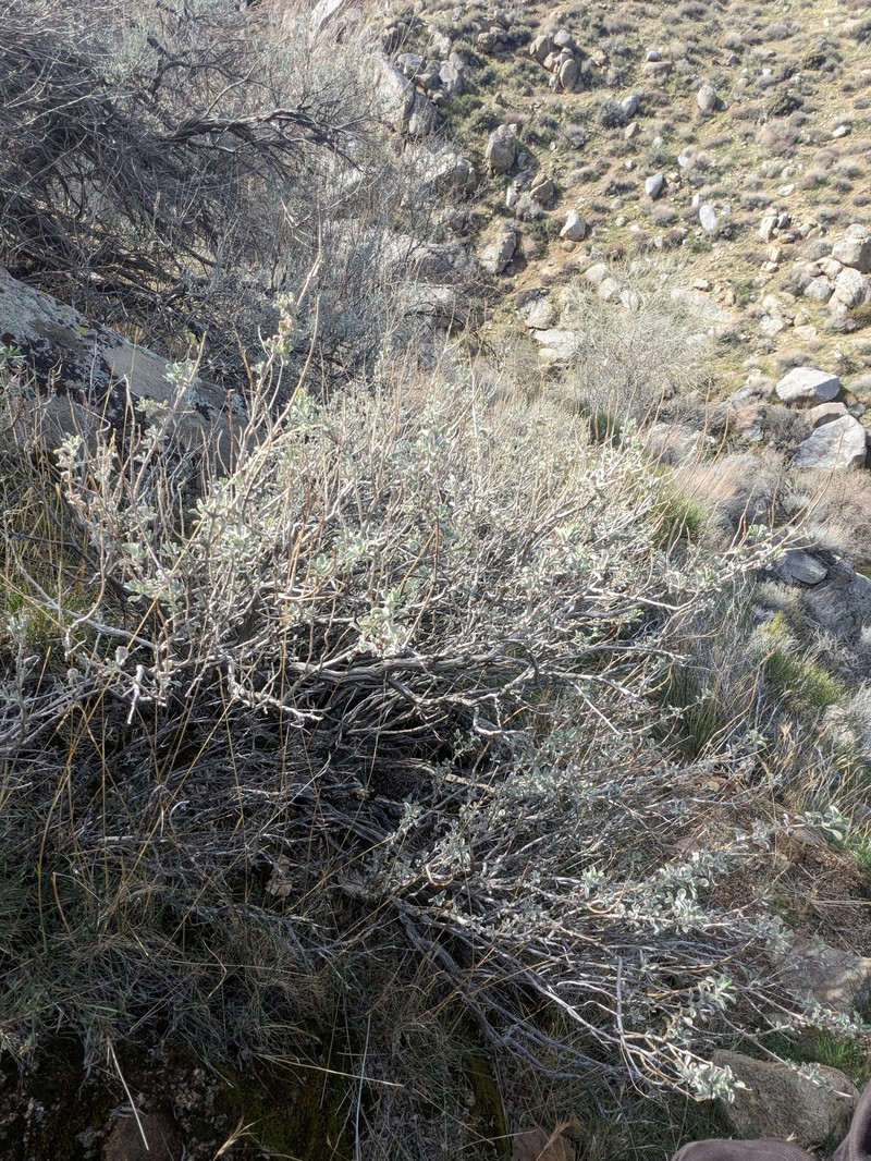 Salvia dorrii var. pilosa photo 3