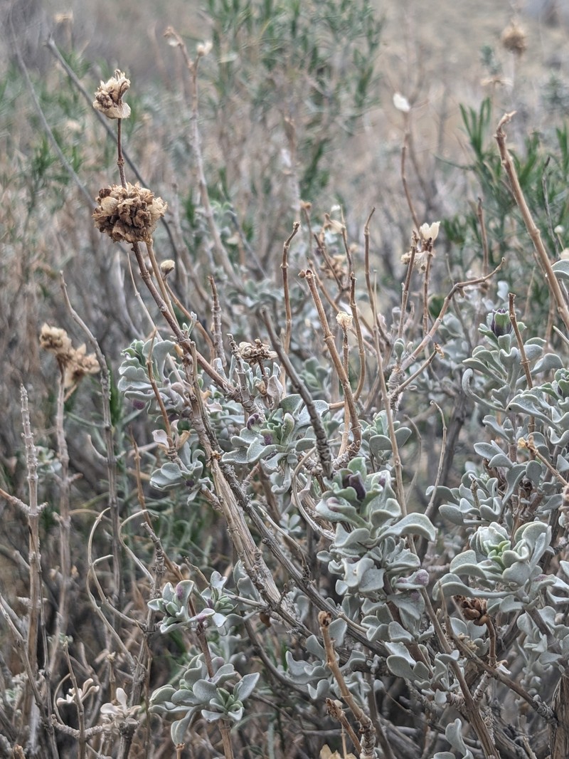 Salvia dorrii var. pilosa photo 4