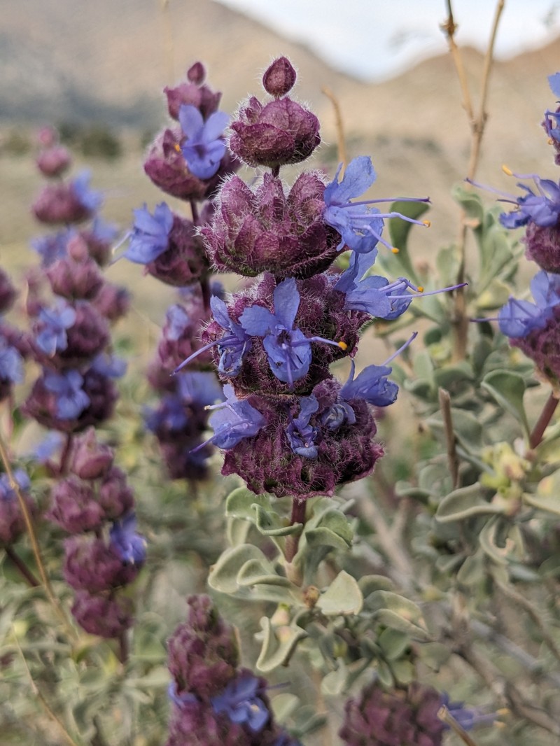Salvia dorrii var. pilosa photo 5