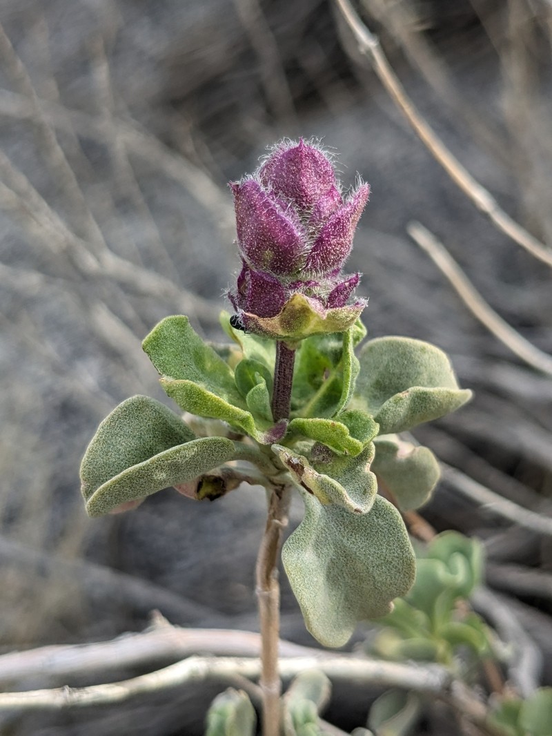 Salvia dorrii var. pilosa photo 6