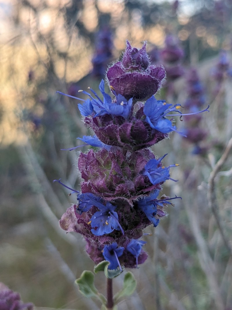 Salvia dorrii var. pilosa photo 7