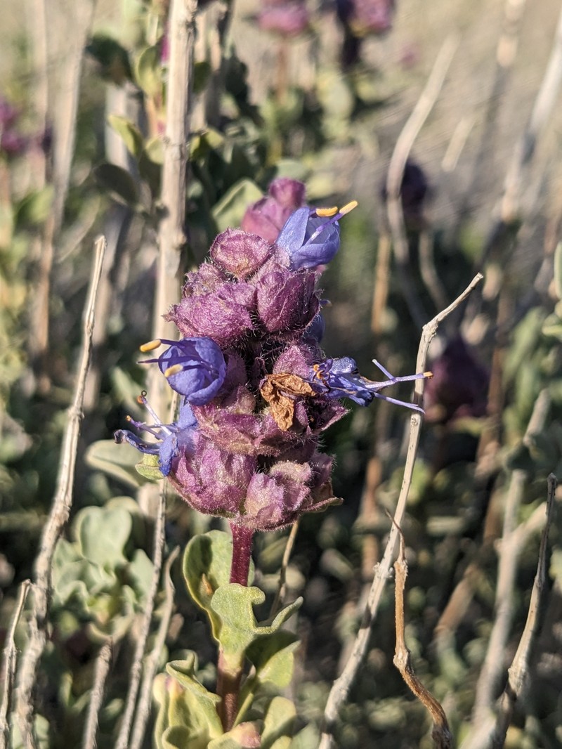 Salvia dorrii var. pilosa photo 8