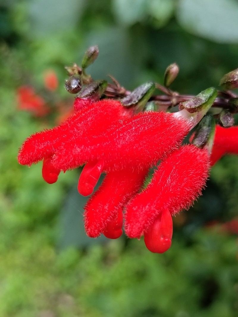 Salvia durangensis