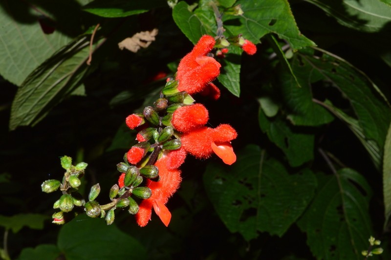 Salvia durangensis photo 3