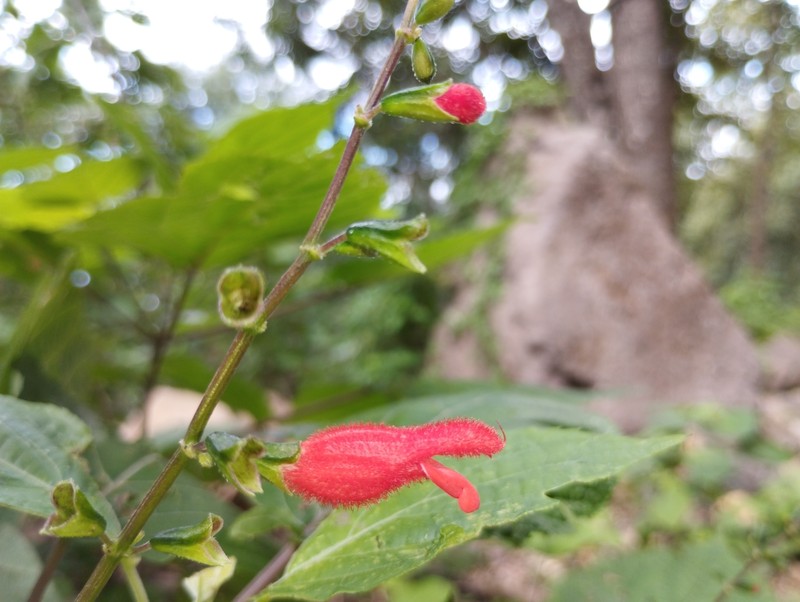 Salvia durangensis photo 6