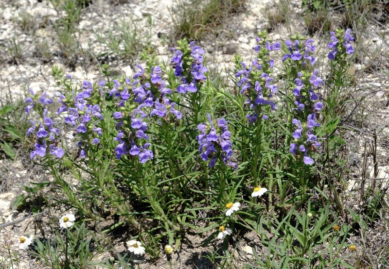 Engelmann's Sage photo 2
