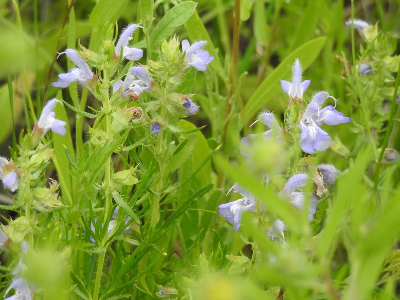 Engelmann's Sage photo 3