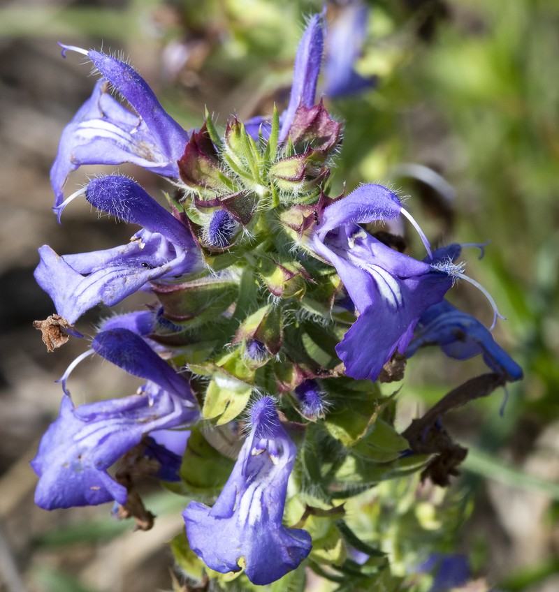 Engelmann's Sage photo 4