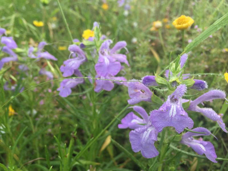 Engelmann's Sage photo 5