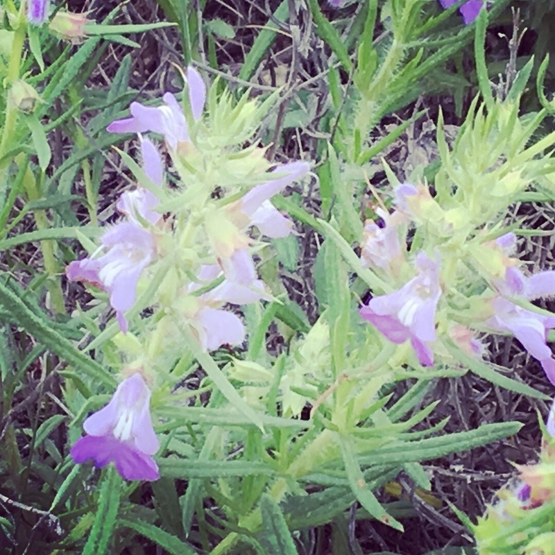 Engelmann's Sage photo 6