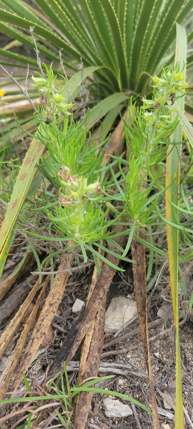 Engelmann's Sage photo 7