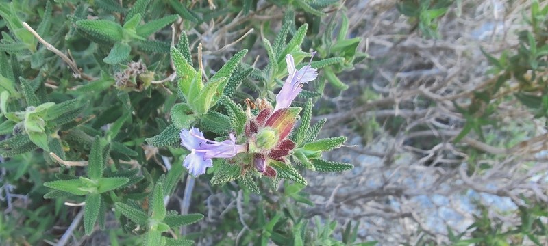 Rose Sage photo 2