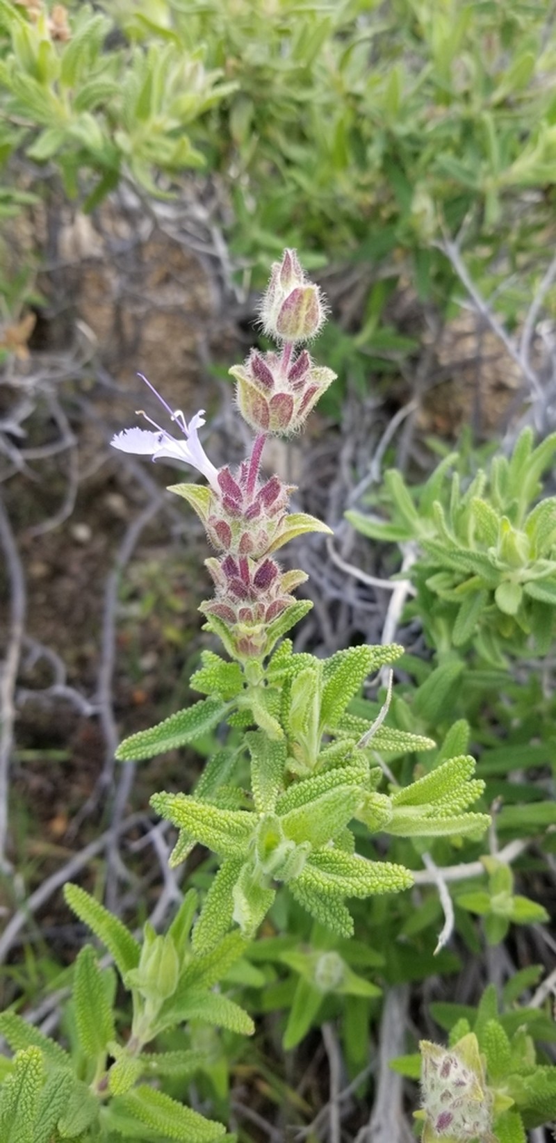 Rose Sage photo 3