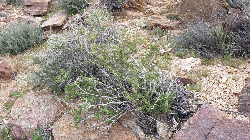 Rose Sage photo 4