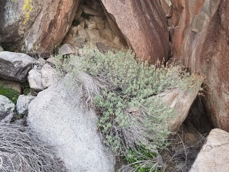 Rose Sage photo 5