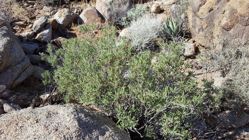 Rose Sage photo 6