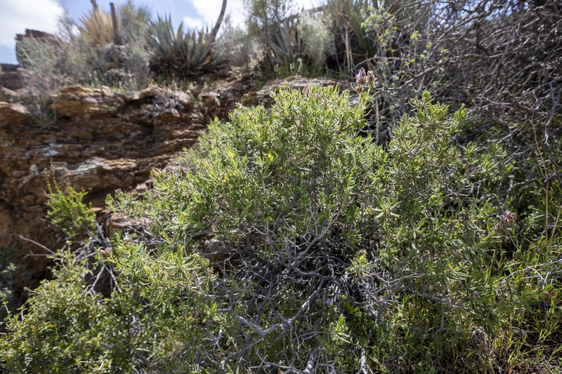 Rose Sage photo 7