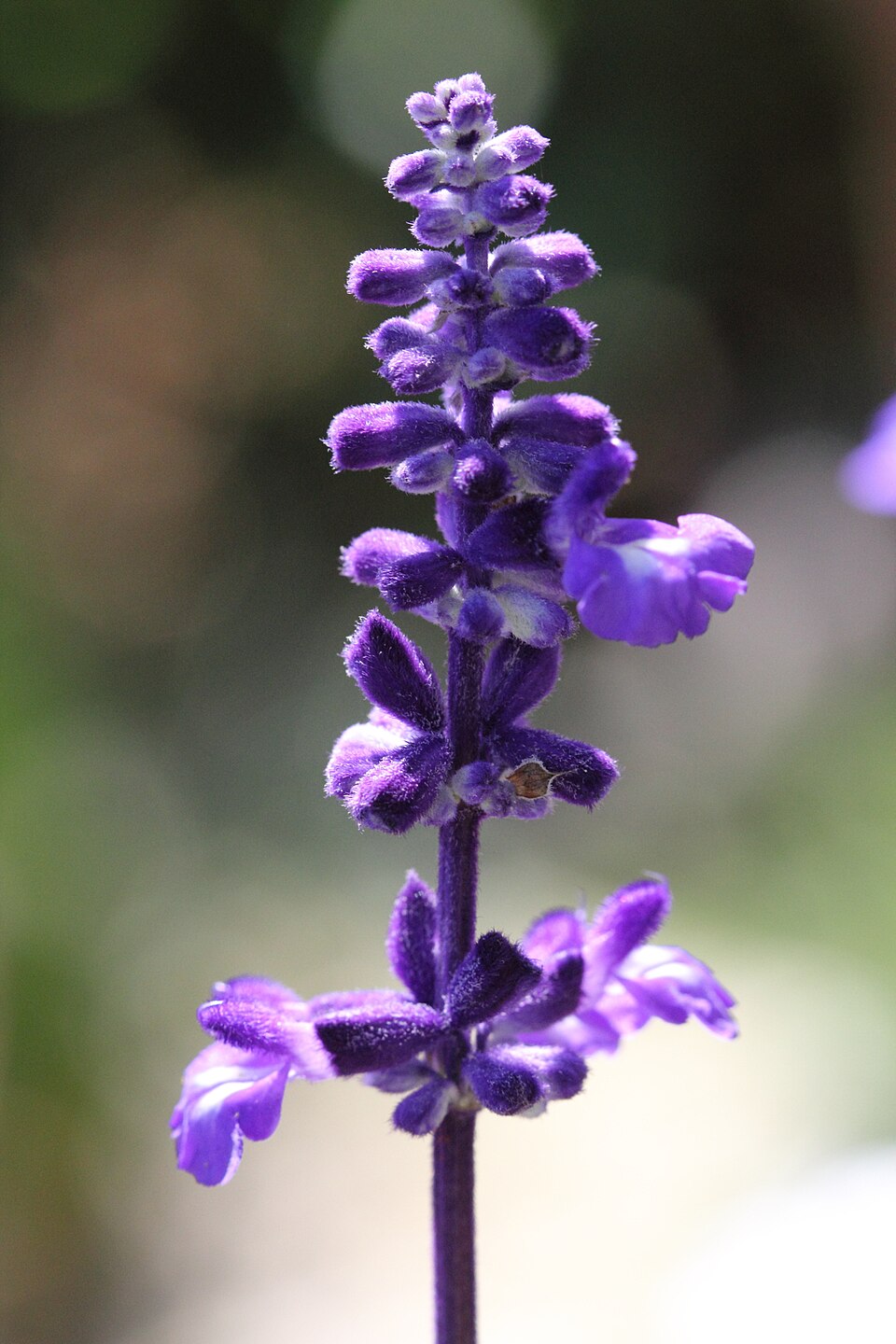 Mealycup Sage photo 2
