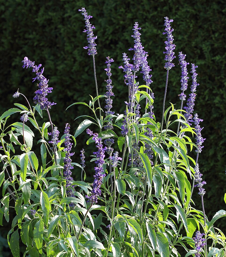 Mealycup Sage photo 5