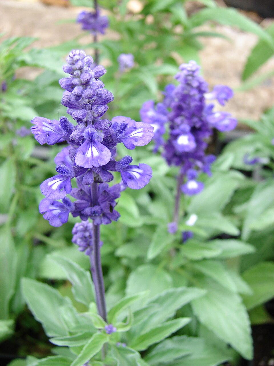 Mealycup Sage photo 6