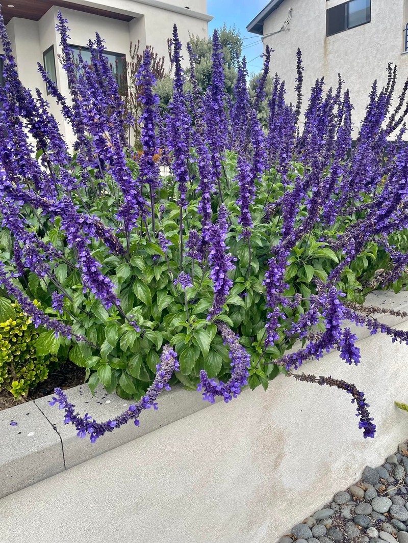 Mealycup Sage photo 7