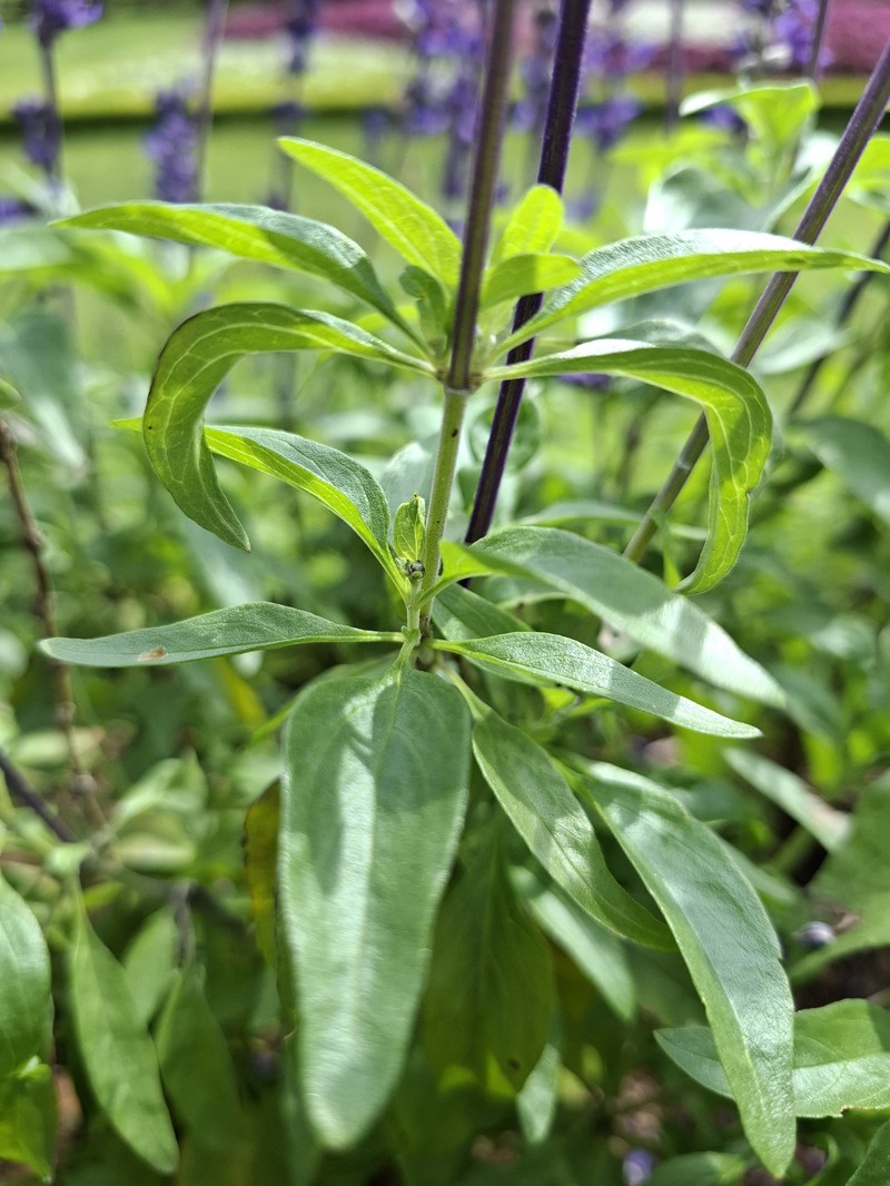 Mealycup Sage photo 8