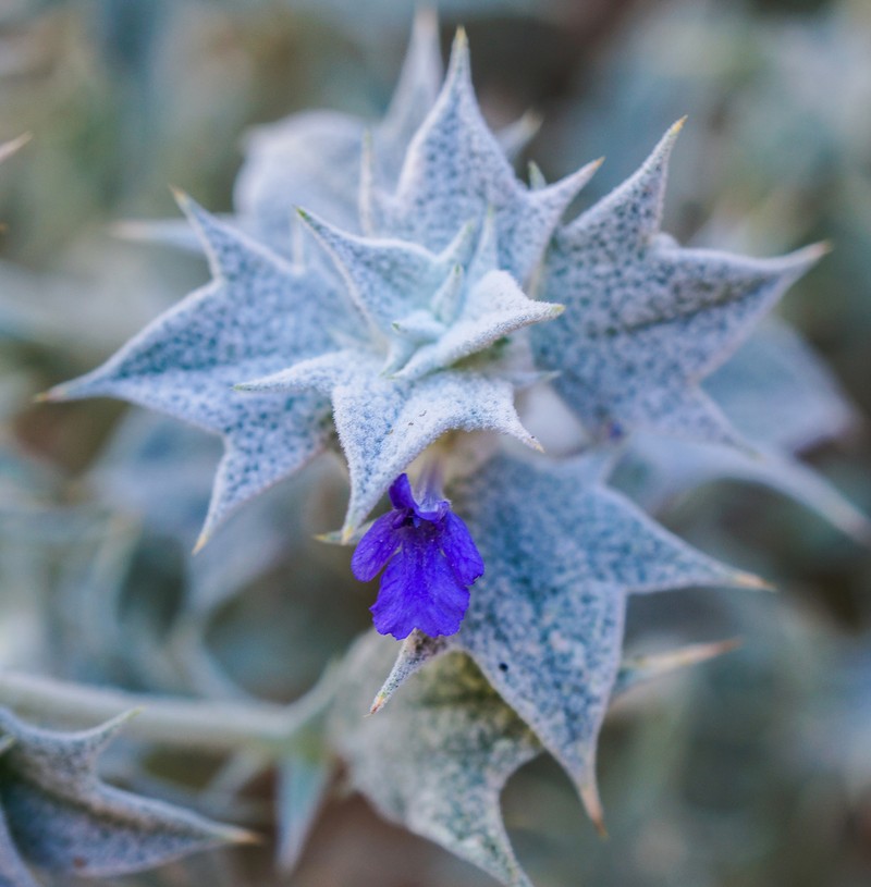 Woolly Sage photo 2