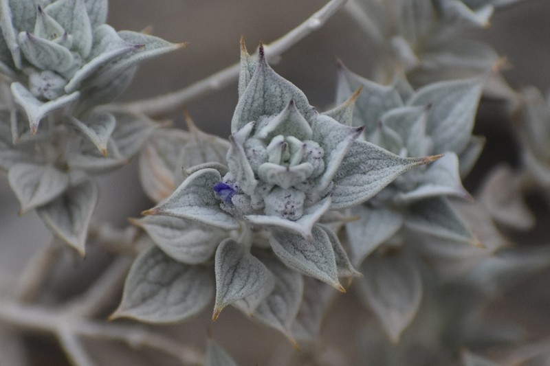 Woolly Sage photo 3
