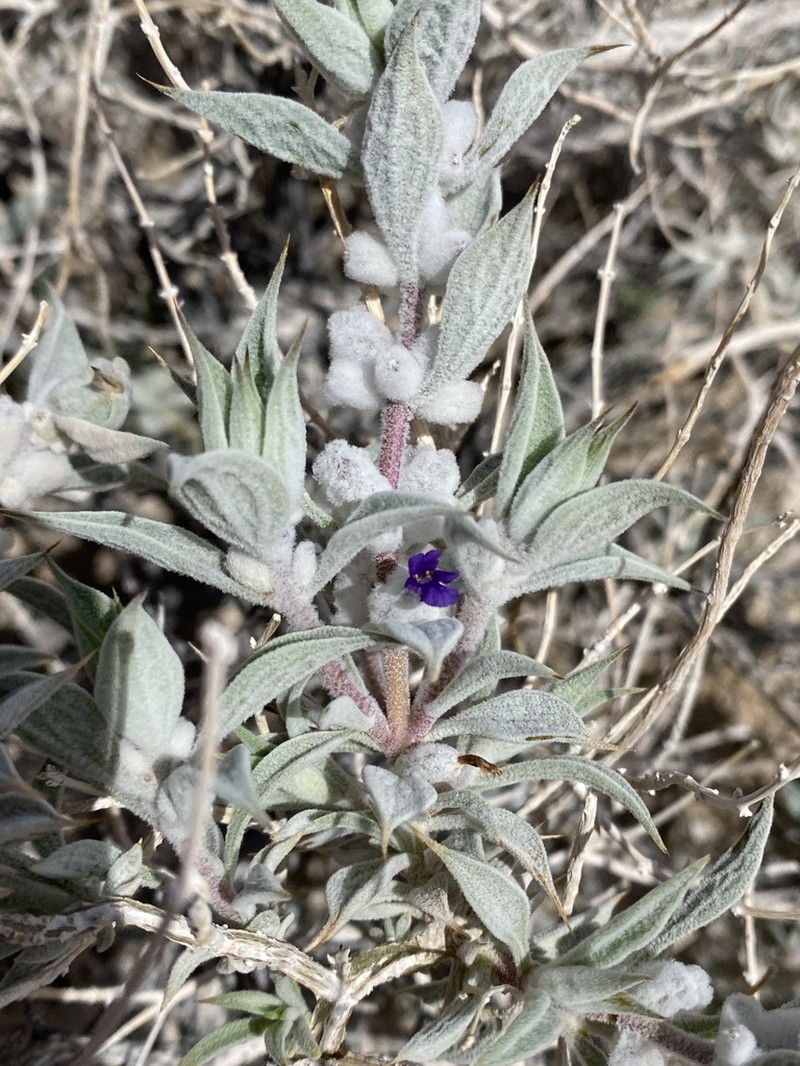 Woolly Sage photo 4
