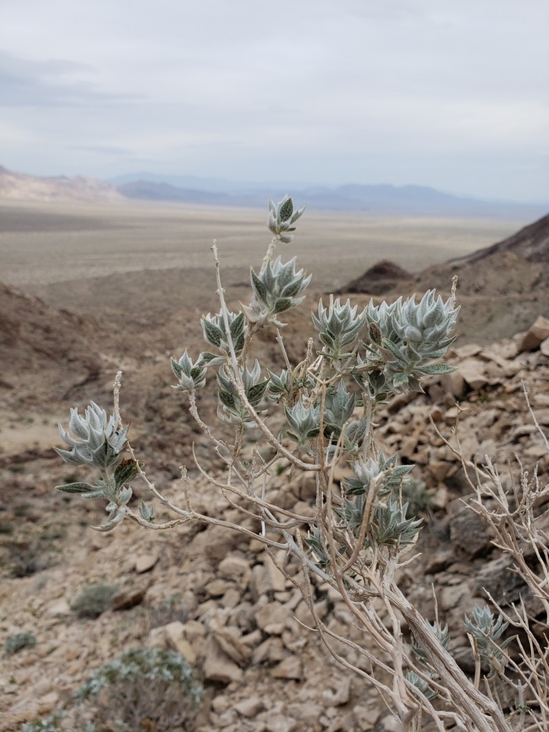 Woolly Sage photo 5