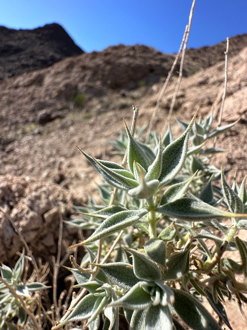Woolly Sage photo 6