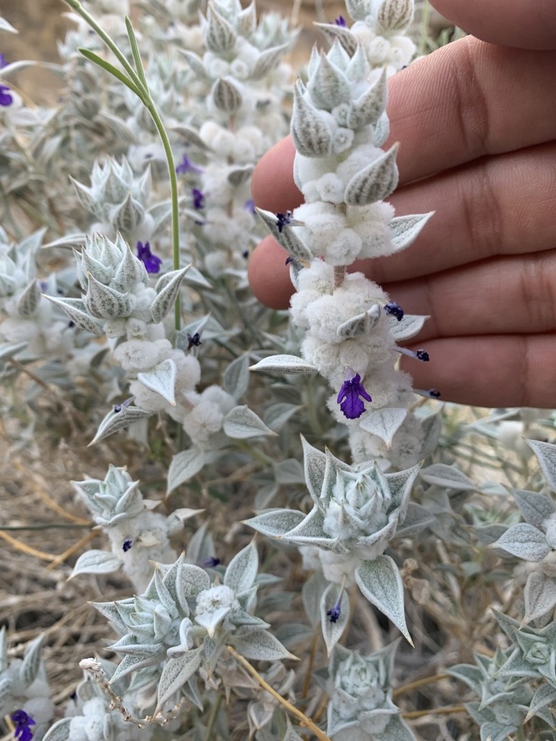 Woolly Sage photo 7