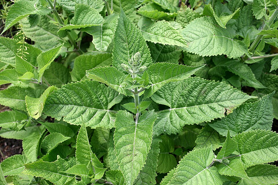 Sticky Sage photo 4