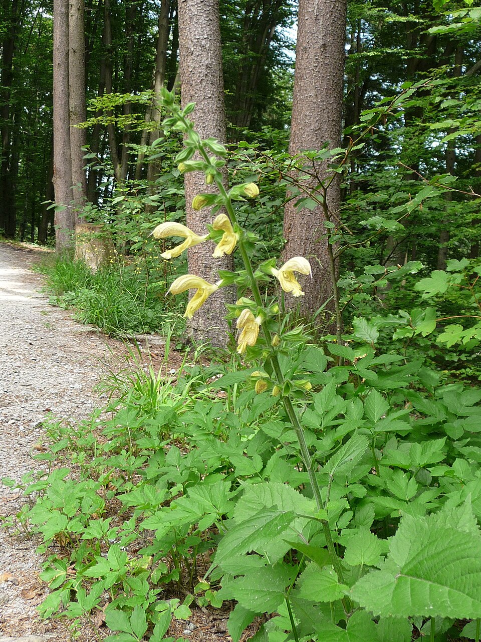 Sticky Sage photo 5
