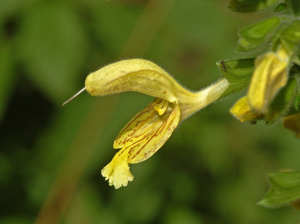 Sticky Sage photo 6