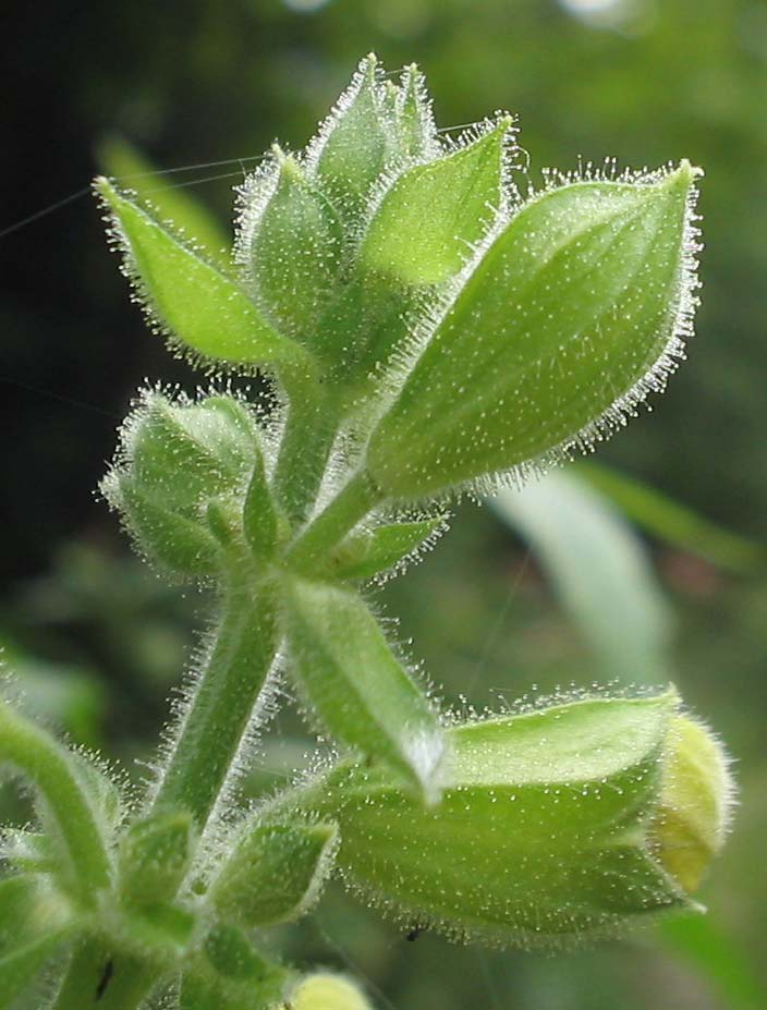 Sticky Sage photo 7