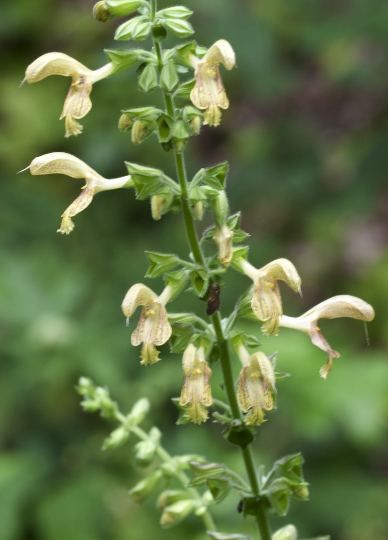 Sticky Sage photo 2