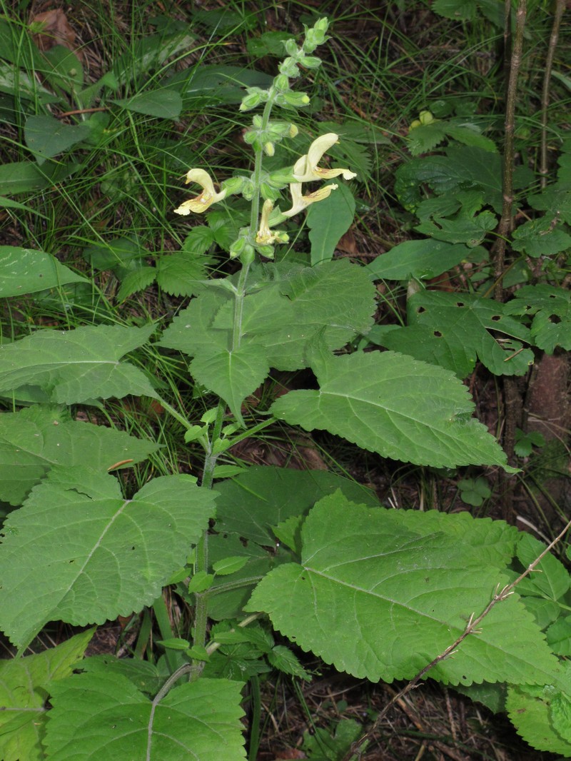 Sticky Sage photo 3
