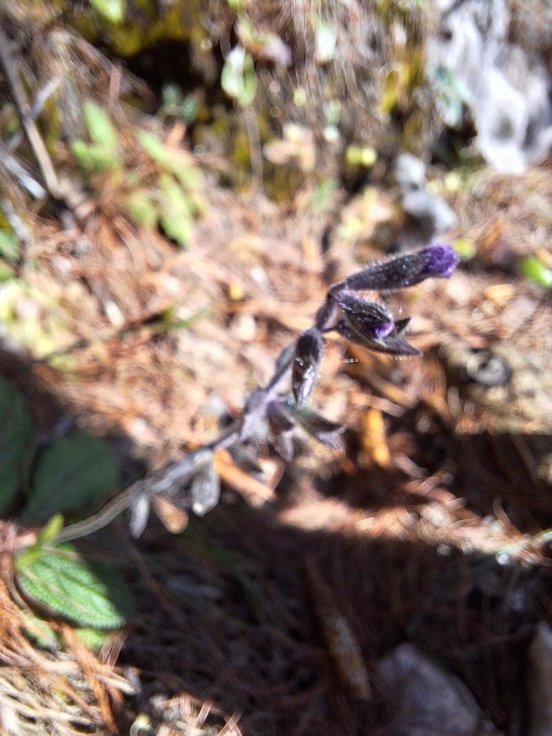 Salvia gomezpompae