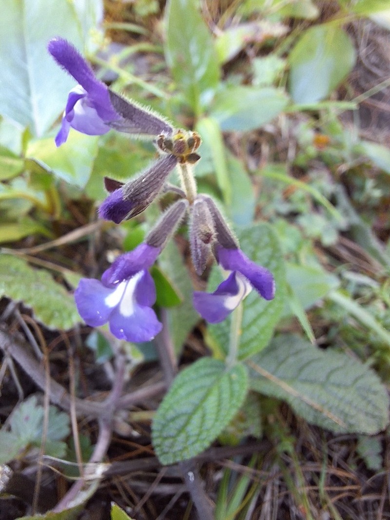 Salvia gomezpompae photo 2