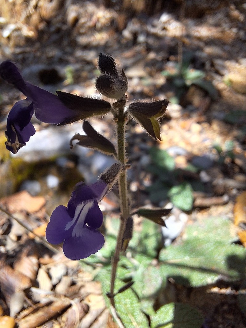 Salvia gomezpompae photo 3