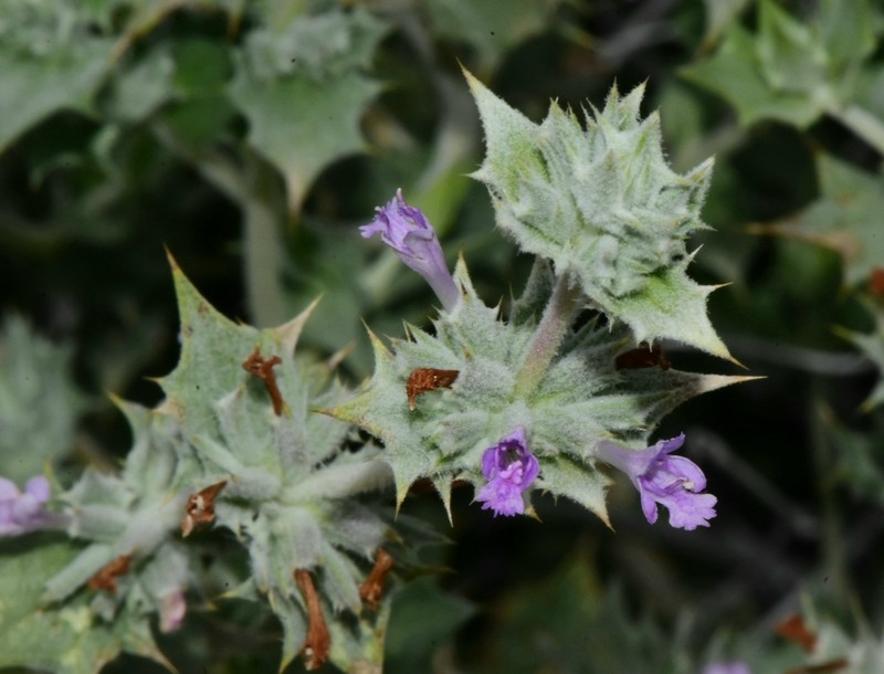 Lavender Sage photo 2